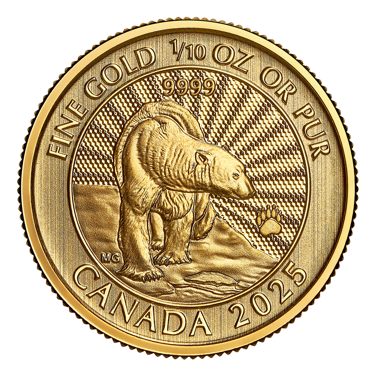 2025년 장엄한 북극곰 – 1/10온스 99.99% 순금 동전 (프리미엄 불리언)