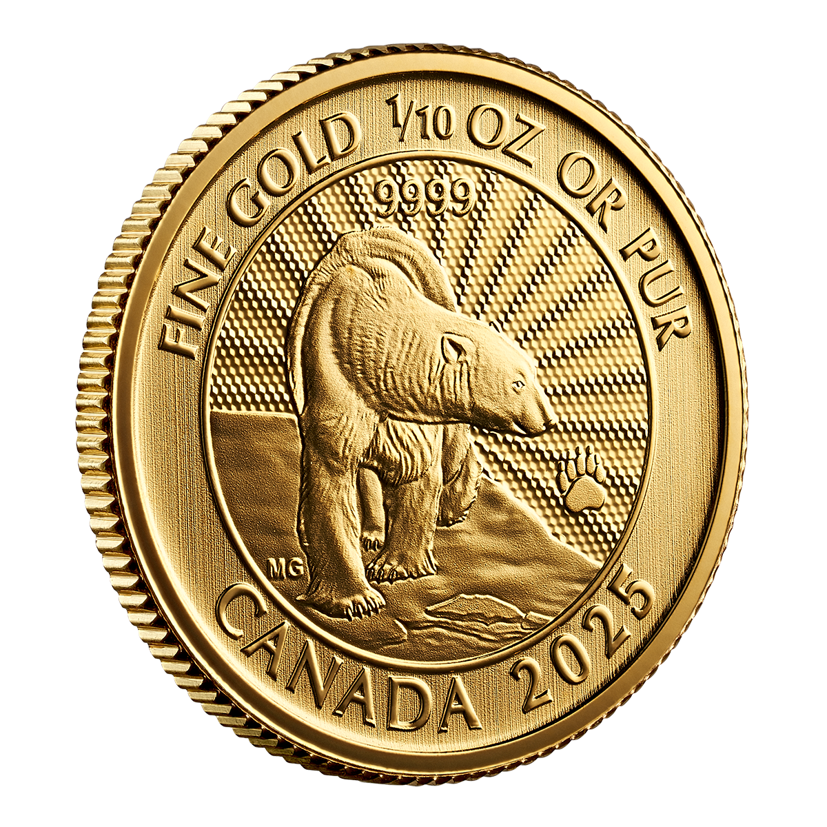 2025년 장엄한 북극곰 – 1/10온스 99.99% 순금 동전 (프리미엄 불리언)