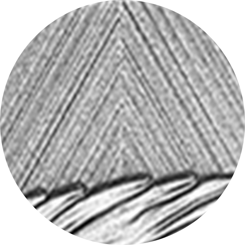 Tribute: W Mint Mark - Beaver - 1온스. 순은 주화